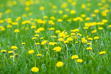 canlı bahar sarı dandelions