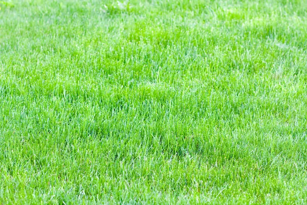 Levande våren grönt gräs — Stockfoto