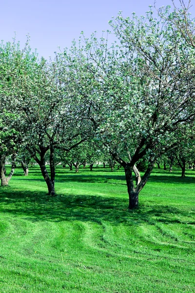 Blooming apple trees garden — Stock Photo, Image