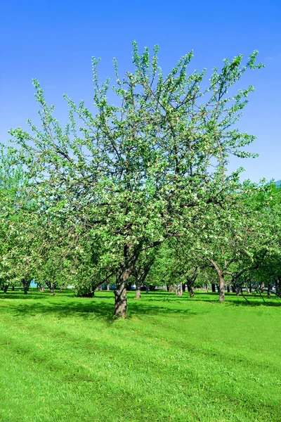 Virágzó Alma fák kert — Stock Fotó