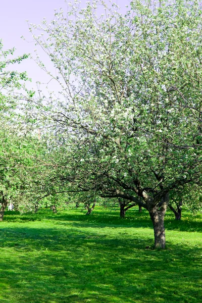 Kvetoucí zahrada jablko stromy — Stock fotografie