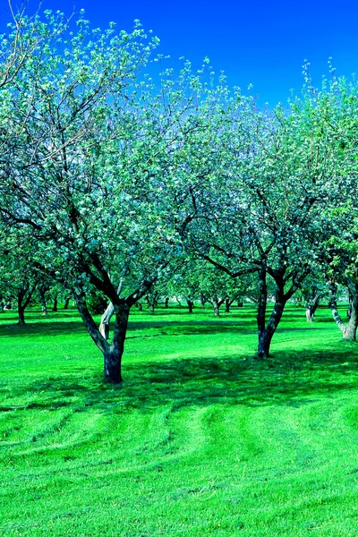 Bloeiende apple bomen tuin — Stockfoto
