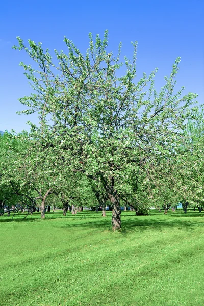 リンゴの木の咲く庭 — ストック写真