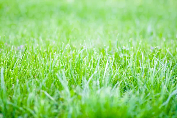 Trawa żywe wiosna zielony — Zdjęcie stockowe