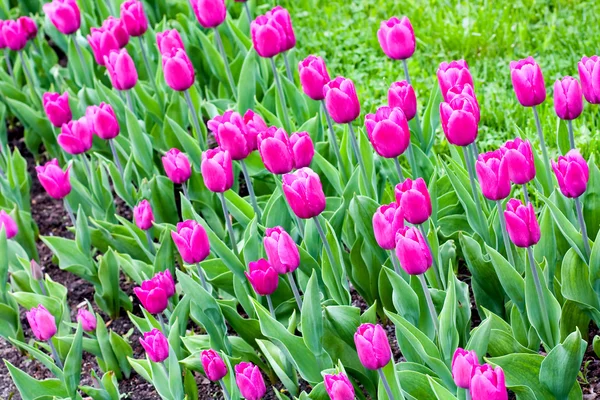 Tulipanes florecientes en primavera —  Fotos de Stock