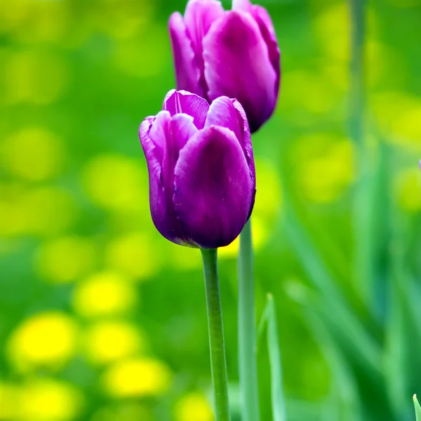 Kwitnące tulipany wiosną — Zdjęcie stockowe
