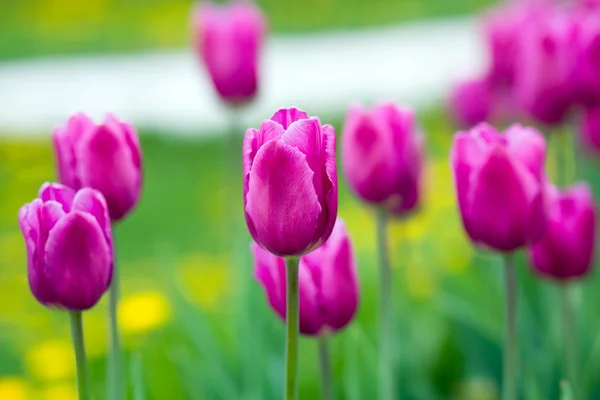 Blommande tulpaner på våren — Stockfoto