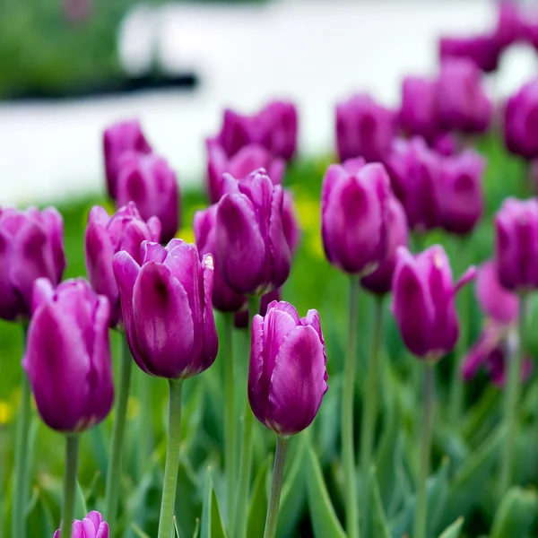 Blooming tulips in springtime — Stock Photo, Image