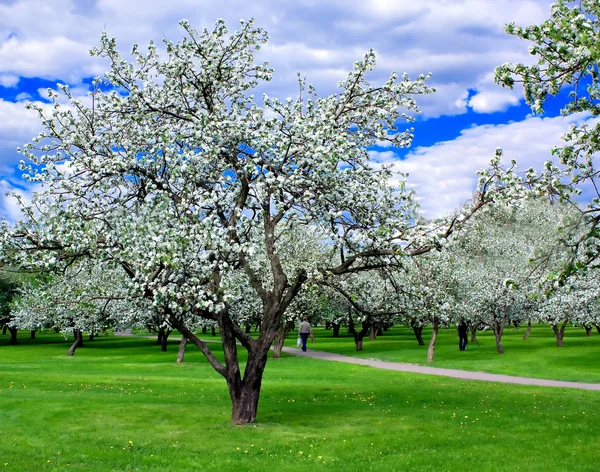 Floresta de primavera florescente — Fotografia de Stock