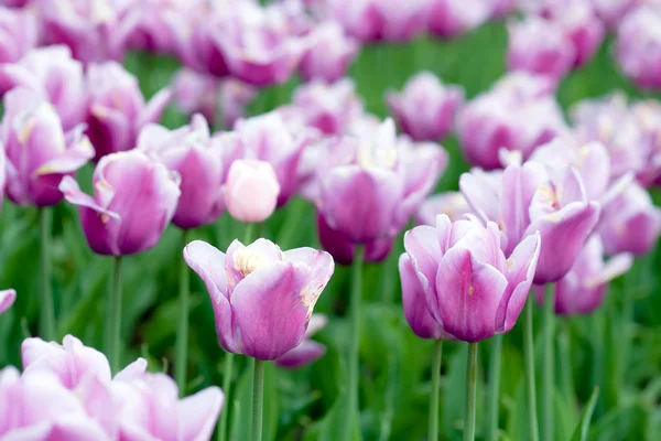 La floraison des tulipes au printemps — Photo