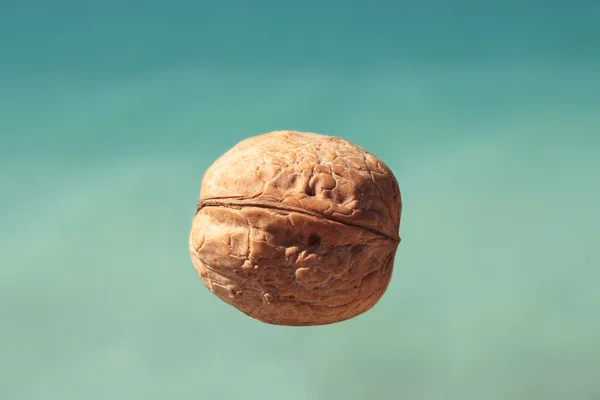 stock image Walnut.