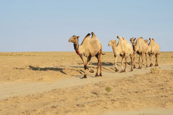 Camel. — Stock Photo, Image