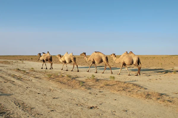 Καμήλα. — Φωτογραφία Αρχείου