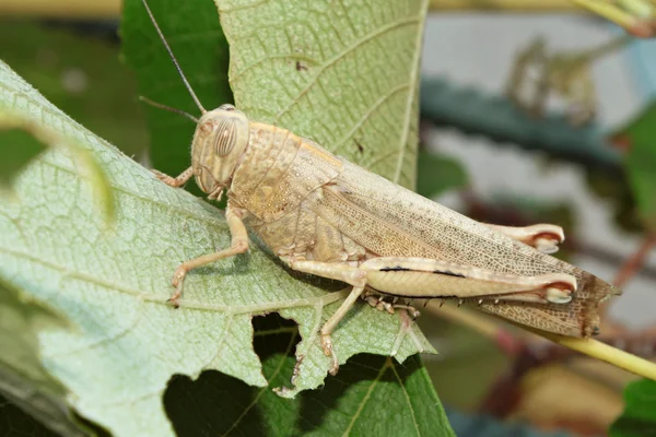 Sprinkhanen eten. — Stockfoto