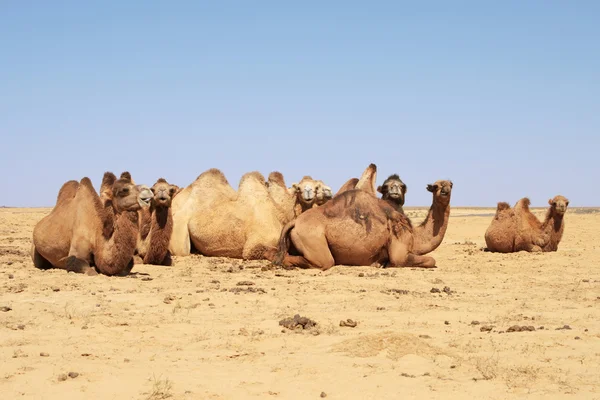 Kamelen rusten. — Stockfoto