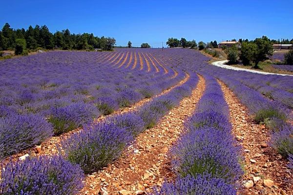 Levendula mező Provence-ban, Franciaországban — Stock Fotó