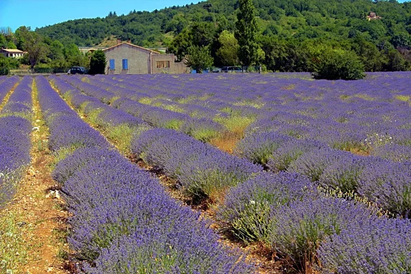 Лавандовое поле в Провансе, Франция — стоковое фото