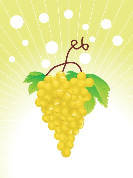 Winogrona na winorośli, ilustracja — Wektor stockowy