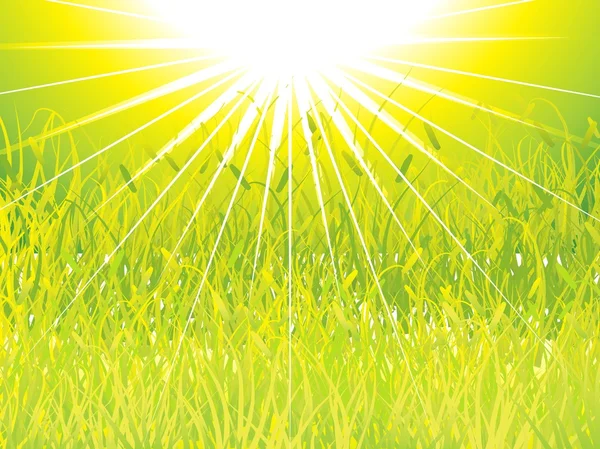 Fondo de puesta de sol de hierba verde, vector — Vector de stock