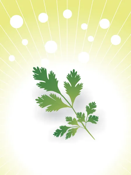 Leaves of coriander illustration — Stock Vector