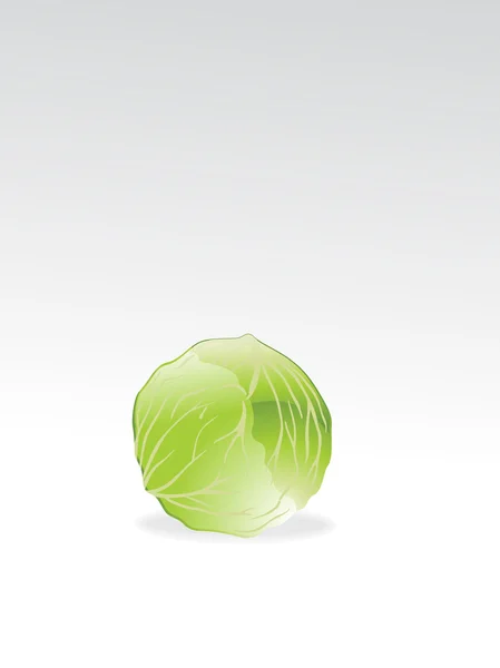 孤立的白菜与背景 — 图库矢量图片