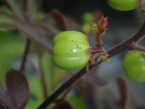 stock image Fresh Tomatoes