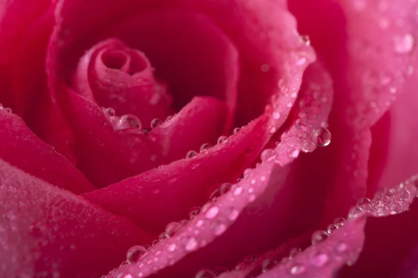 Красива рожева троянда з водою — стокове фото