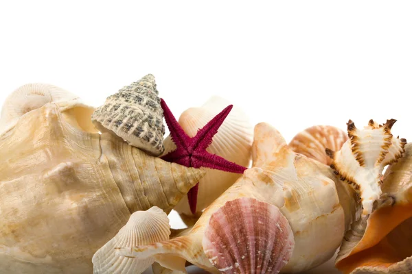 Conchas marinhas isoladas — Fotografia de Stock