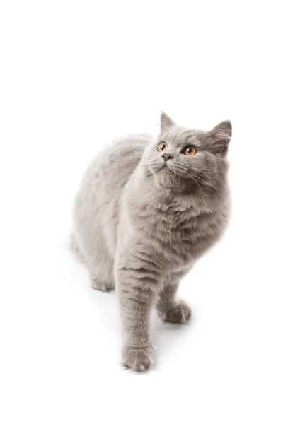 Söt brittisk kattunge tittar upp isolerad — Stockfoto