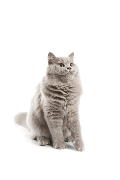 Leuk Britse katje geïsoleerd — Stockfoto