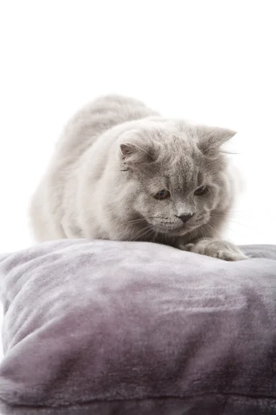 Portrait of cute british kitten isolated — Stok fotoğraf