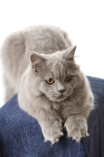 Portrait of cute british kitten isolated — Stockfoto