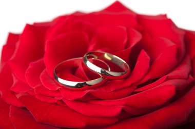 Golden wedding rings over red rose isolated clipart