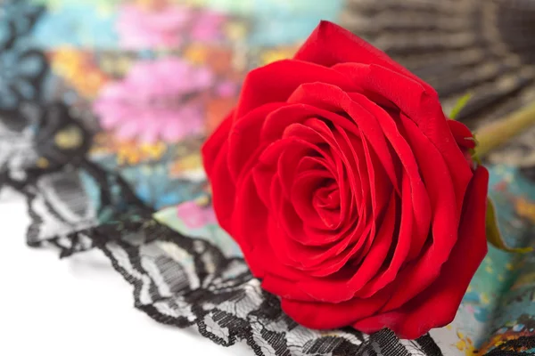 stock image Red rose over fan isolated