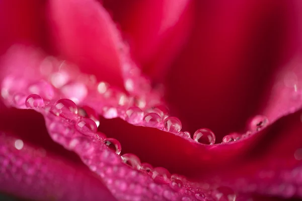 Rosa bonita rosa com gotas de água (raso — Fotografia de Stock
