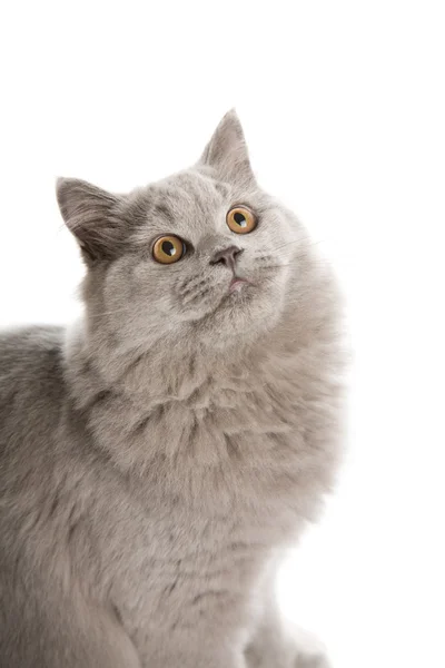 Portrait of cute british kitten isolated — Stock Photo, Image