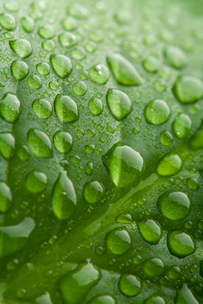 Feuille verte fraîche avec gouttelettes d'eau — Photo