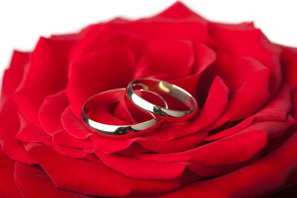 Złote obrączki ślubne nad czerwoną różą na białym tle — Zdjęcie stockowe