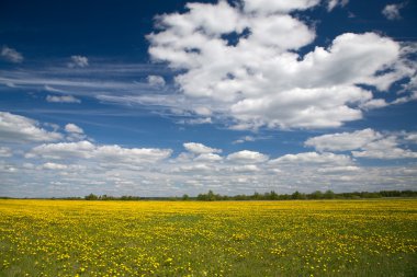 dandelions ve mavi gökyüzü bulutlu