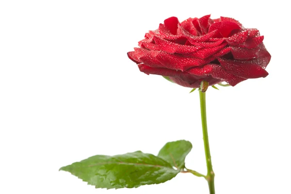 Rosa vermelha bonita com gotas de água isoladas — Fotografia de Stock