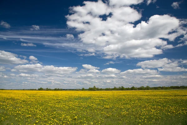 Stock image Field of dandelions and blue sky with clouds