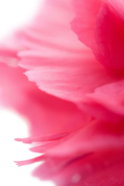 分離されたカーネーションの花のマクロ — ストック写真