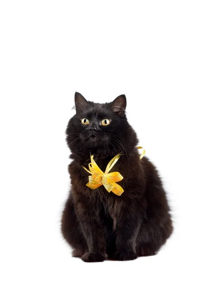 Czarny kot sobie żółty łuk na białym tle — Zdjęcie stockowe