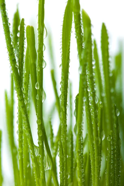 stock image Fresh wet grass isolated