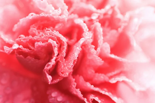 Macro van roze carnation bloem met water — Stockfoto