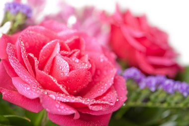 Bouquet of beautiful wet roses isolated clipart