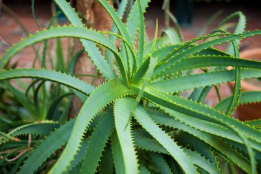 aloe vera yaprağı