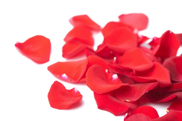 Pétales de rose rouge isolés — Photo