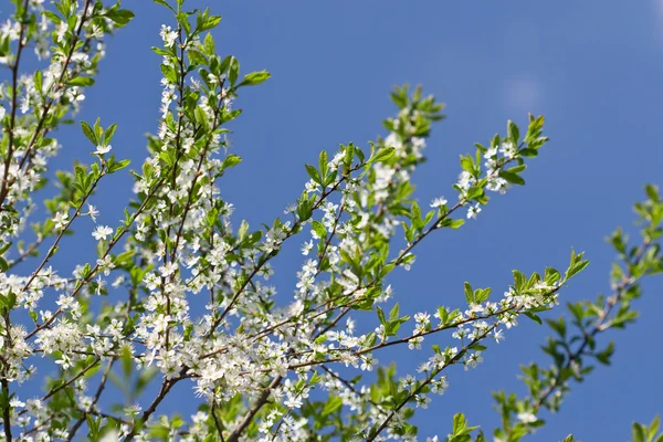 stock image White flowers in front of clear sky