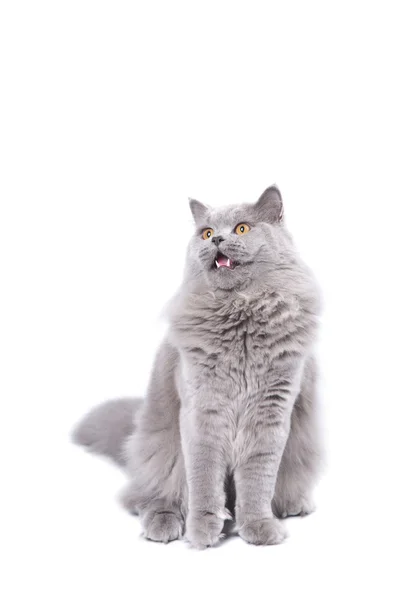 Podekscytowany kotka brytyjskiego na białym tle — Zdjęcie stockowe